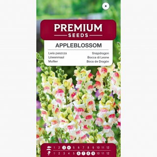 Lwia paszcza wysoka - Appleblossom