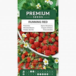 Poziomka Running Red - pędy nawet po 1,5 metra długości!