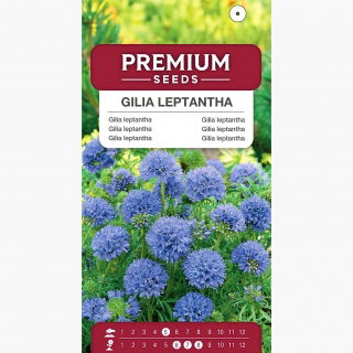 Gilia leptantha - duże kwiaty