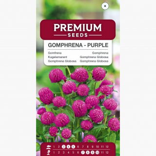 Gomfrena - purpurowa, doskonała na suche bukiety
