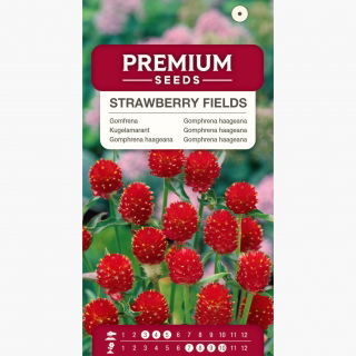 Gomfrena Strawberry Fields - truskawkowe pola, na suche bukiety