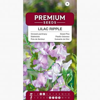 Groszek pachnący Lilac Ripple