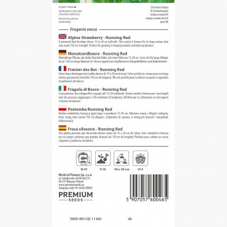 Poziomka Running Red - pędy nawet po 1,5 metra długości!