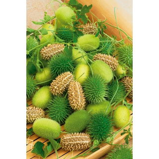 Ogórek ozdobny - mieszanka