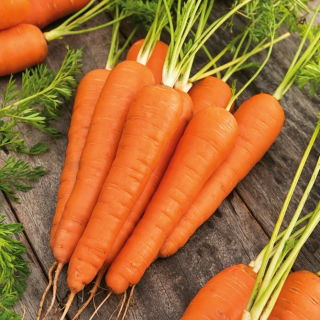 Marchew Koral - późna, do długiego przechowywania - 100 gram