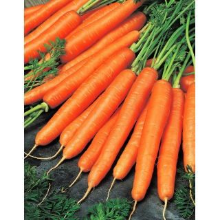 Marchew Olympus - późna, typ Flakkee - 50 gram