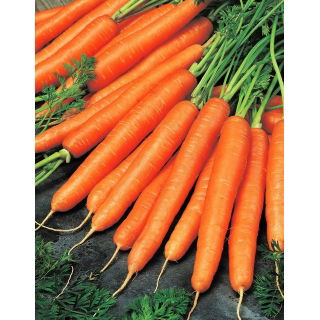 Marchew Olympus - późna, typ Flakkee - duże opakowanie - 100 gram