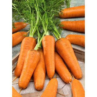 Marchew Chantenay - bardzo wczesna - duże opakowanie - 100 gram