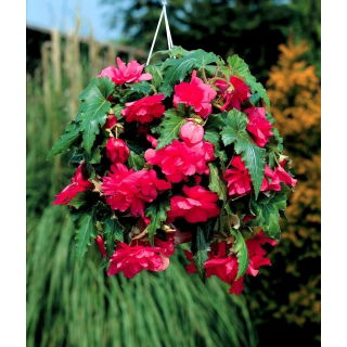 Begonia zwisająca - różowa - GIGA paczka! - 100 szt.