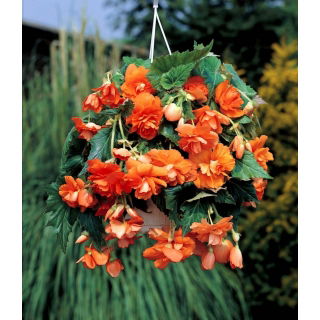 Begonia zwisająca - pomarańczowa - GIGA paczka! - 100 szt.