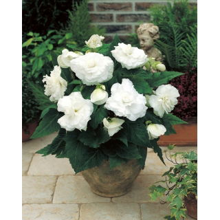 Begonia pełna - biała - GIGA paczka! - 100 szt.