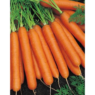 Marchew Nantes 3 - średnio wczesna - 100 gram