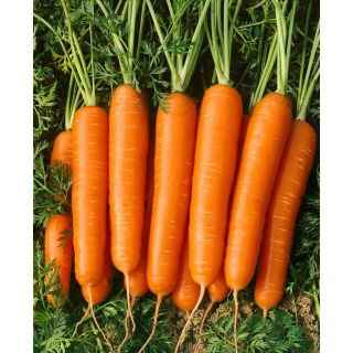 Marchew Nantaise 2 - średnio wczesna - duże opakowanie - 100 gram