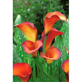 Calla Flame - GIGA paczka! - 50 szt.