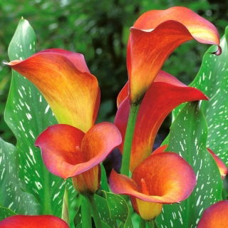 Calla Flame - GIGA paczka! - 50 szt.