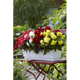 Begonia wielokwiatowa - Multiflora Maxima - mix kolorów - duża paczka! - 20 szt.