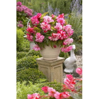 Begonia - Pink Balcony - kwiaty w odcieniach różu - GIGA paczka! - 100 szt.