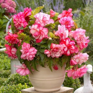 Begonia - Pink Balcony - kwiaty w odcieniach różu - GIGA paczka! - 100 szt.