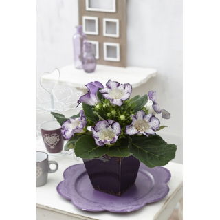 Gloksynia biało-niebieska - nakrapiana - Tigrinia Blue - GIGA paczka! - 50 szt.