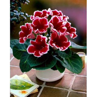 Gloksynia czerwona z białym obrzeżeniem - Kaiser Fridrich - GIGA paczka! - 50 szt.