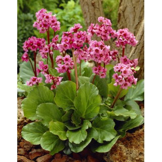 Bergenia Morgenrote - GIGA paczka! - 50 szt.