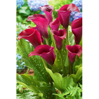 Calla Saigon - GIGA paczka! - 50 szt.
