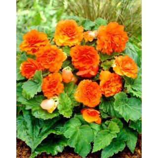 Begonia Non Stop - pomarańczowa - GIGA paczka! - 100 szt.