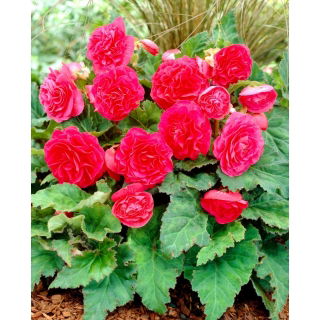 Begonia Non Stop - różowa - GIGA paczka! - 100 szt.