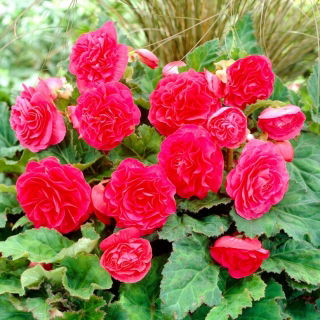 Begonia Non Stop - różowa - GIGA paczka! - 100 szt.