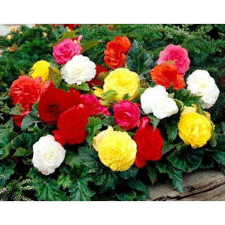 Begonia Non Stop - mix kolorów - GIGA paczka! - 100 szt.