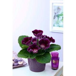 Gloksynia fioletowa - Violacea - GIGA paczka! - 50 szt.