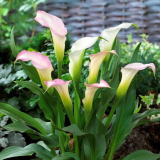 Calla Crystal Blush - GIGA paczka! - 50 szt.