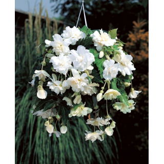 Begonia zwisająca - biała - GIGA paczka! - 100 szt.