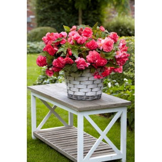 Begonia pachnąca - Odorata Pink Delight - GIGA paczka! - 100 szt.