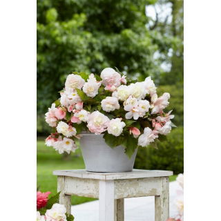 Begonia pachnąca - Odorata Angelique - GIGA paczka! - 100 szt.