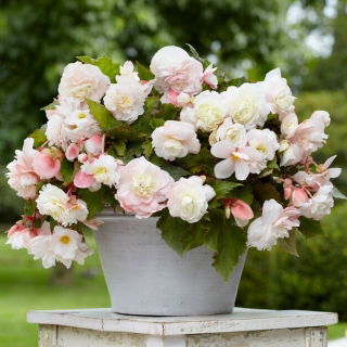 Begonia pachnąca - Odorata Angelique - GIGA paczka! - 100 szt.