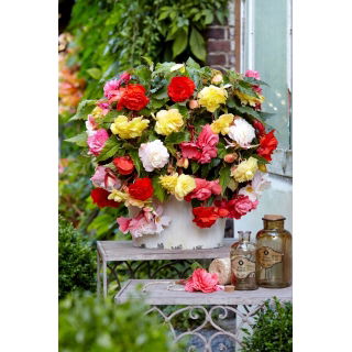 Begonia pachnąca - mix kolorów - GIGA paczka! - 100 szt.