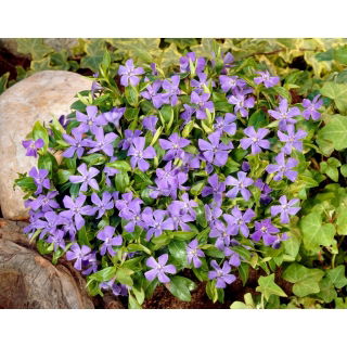 Barwinek pospolity - niebieski - sadzonka - GIGA paczka! - 50 szt.