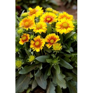 Gailardia Arizona Apricot - sadzonka - GIGA paczka! - 50 szt.