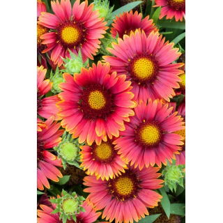 Gailardia Arizona Red Shades - sadzonka - GIGA paczka! - 50 szt.