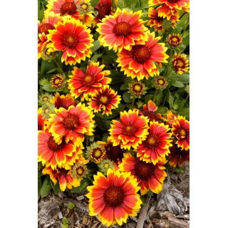 Gailardia Arizona Sun - sadzonka - GIGA paczka! - 50 szt.