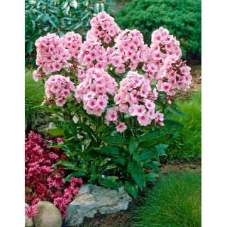 Floks (Phlox) - Płomyk wiechowaty - Bright Eyes - GIGA paczka! - 50 szt.