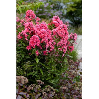 Floks (Phlox) - Płomyk wiechowaty - Cleopatra - GIGA paczka! - 50 szt.