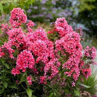 Floks (Phlox) - Płomyk wiechowaty - Cleopatra - GIGA paczka! - 50 szt.