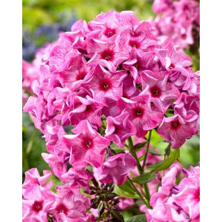 Floks (Phlox) - Płomyk wiechowaty - Ferris Wheel - GIGA paczka! - 50 szt.