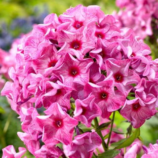 Floks (Phlox) - Płomyk wiechowaty - Ferris Wheel - GIGA paczka! - 50 szt.