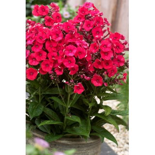 Floks (Phlox) - Płomyk wiechowaty - Grenadine Dream - GIGA paczka! - 50 szt.