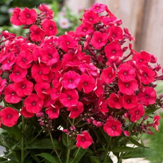 Floks (Phlox) - Płomyk wiechowaty - Grenadine Dream - GIGA paczka! - 50 szt.