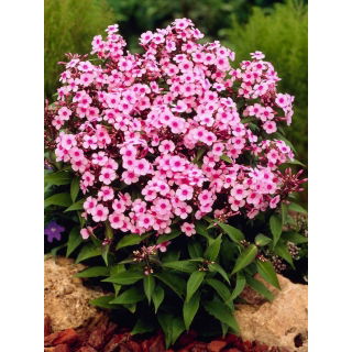 Floks (Phlox) - Płomyk wiechowaty - Miss Pepper - GIGA paczka! - 50 szt.