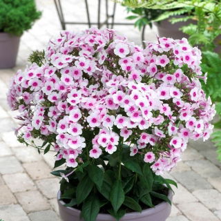 Floks (Phlox) - Płomyk wiechowaty - Swizzle - GIGA paczka! - 50 szt.